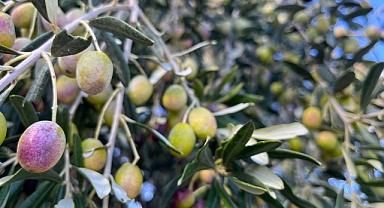 Aliağa, Zeytin Hasat Şenliğinde Buluşuyor