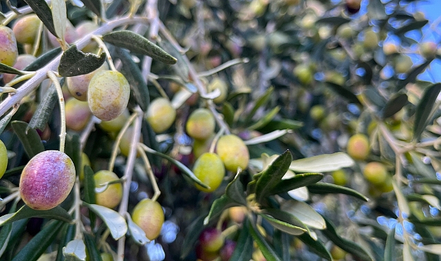 Aliağa, Zeytin Hasat Şenliğinde Buluşuyor