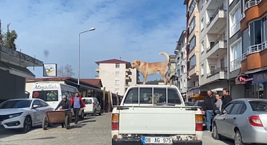 Bu köpeğin en büyük tutkusu kamyonetin tavanında yolculuk etmek
