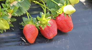 Enkaz kentin bereketli topraklarında yetişen çilek, tarlada 100 TL’den alıcı buluyor