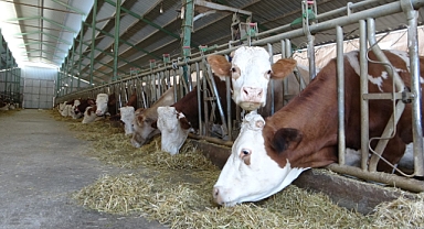 Öğretmenlik hayalini bıraktı çiftlik kurdu