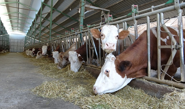 Öğretmenlik hayalini bıraktı çiftlik kurdu