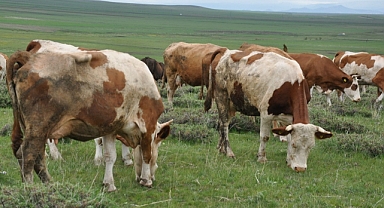 Kars’ta uzmanlardan kurban seçimi uyarısı